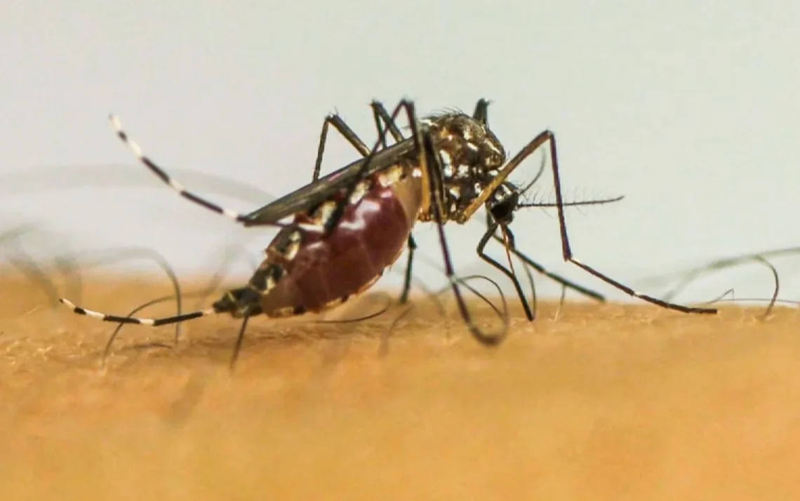 epidemia, arboviroses, casos possíveis;