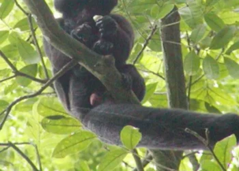 macaco da Amazônia, Chiropotes satanas;