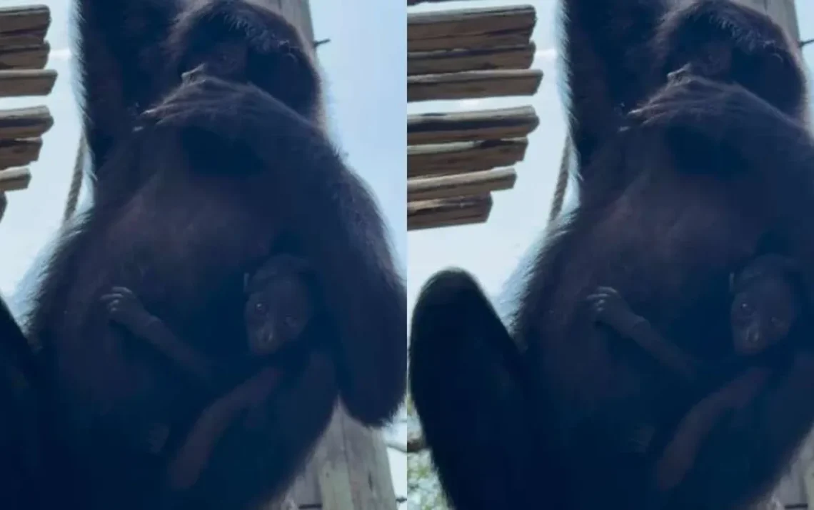 macaquinha, Ateles chamek, filhote fêmea;