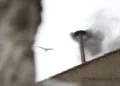 neblina, vapor, fumos;