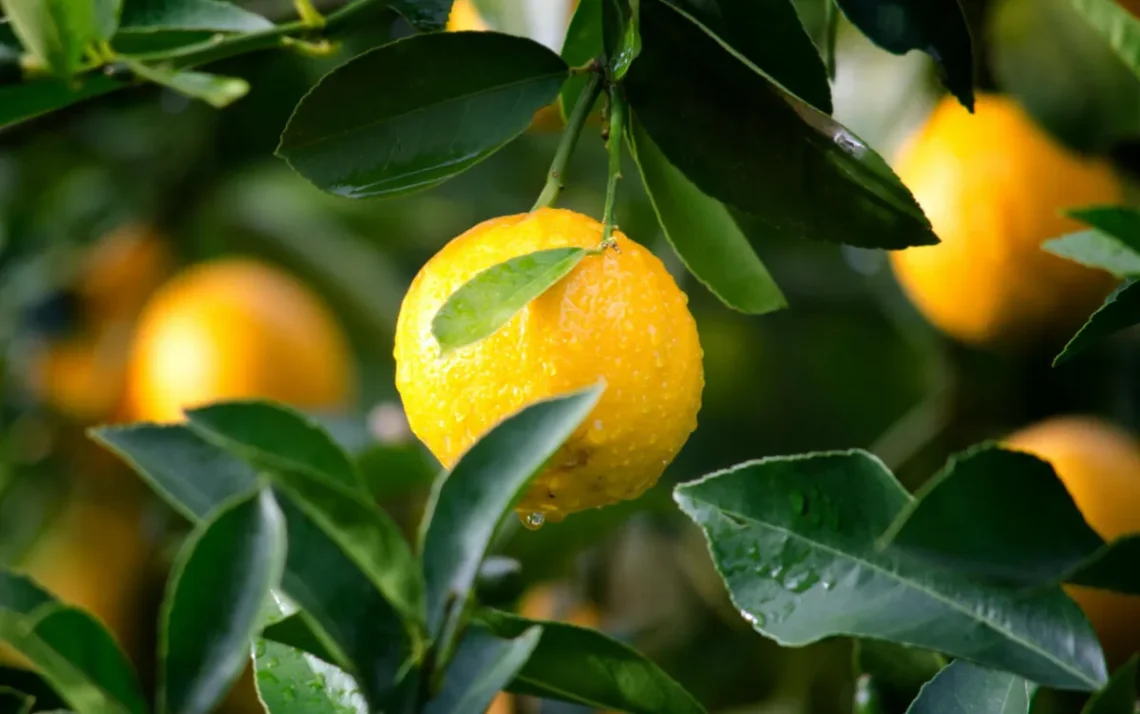 árvore cítrica, planta de limão, fruta cítrica';