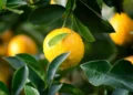 árvore cítrica, planta de limão, fruta cítrica';