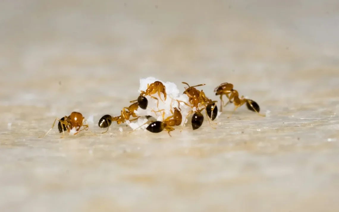 insetos, pragas, infestação;