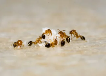 insetos, pragas, infestação;