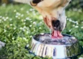 cachorro, animal de estimação, companheiro;