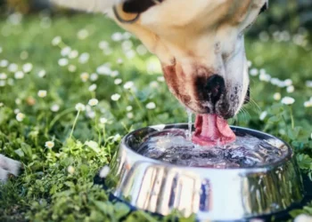 cachorro, animal de estimação, companheiro;
