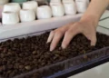 toxinas, compostos, produtos químicos;