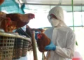 influenza aviária, gripe do frango;