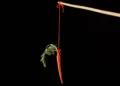 raiz, hortaliça, vegetal';