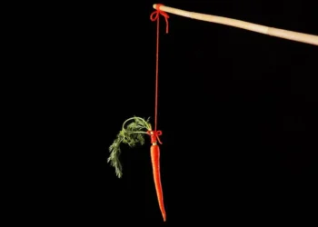 raiz, hortaliça, vegetal';