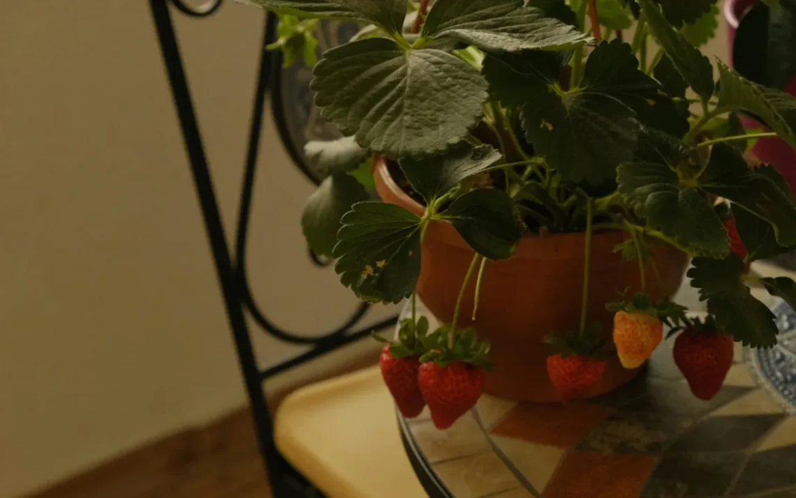 frutas, plantas, cultivo';
