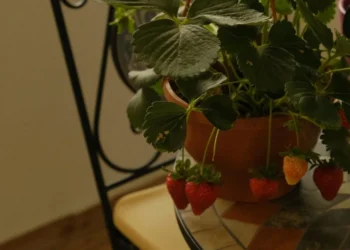 frutas, plantas, cultivo';