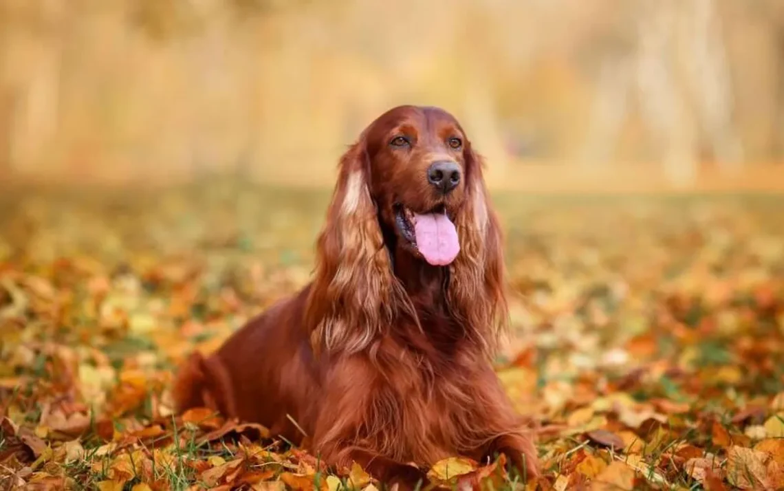 cão, animal, raça';