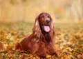 cão, animal, raça';