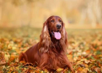 cão, animal, raça';