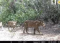 felino, animal selvagem, predador;