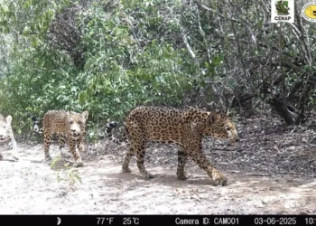 felino, animal selvagem, predador;