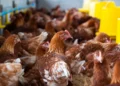 doença aviária, influenza, patógeno';