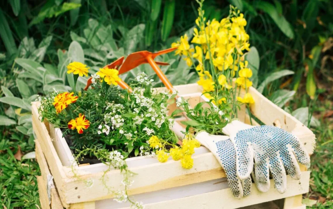 vegetação, flora, arbustos';